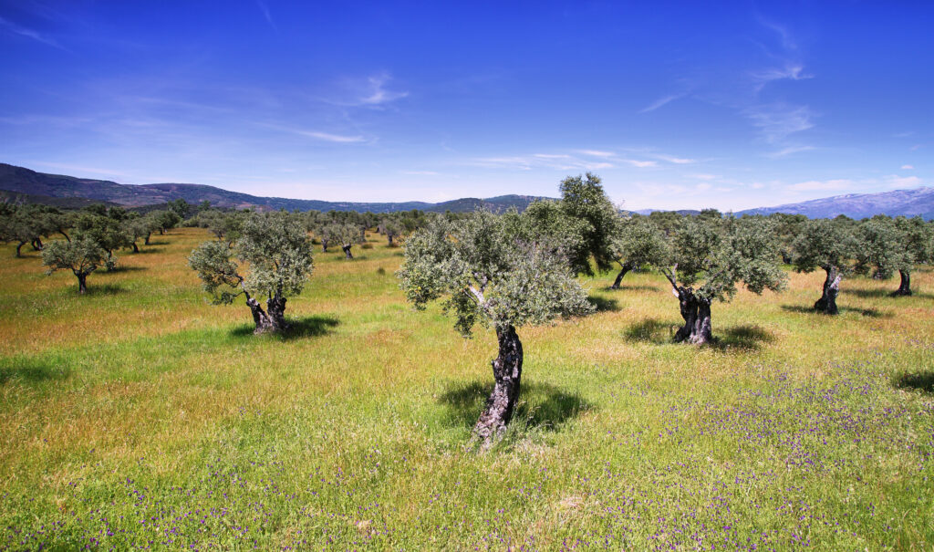 Enfermedades comunes del olivo
