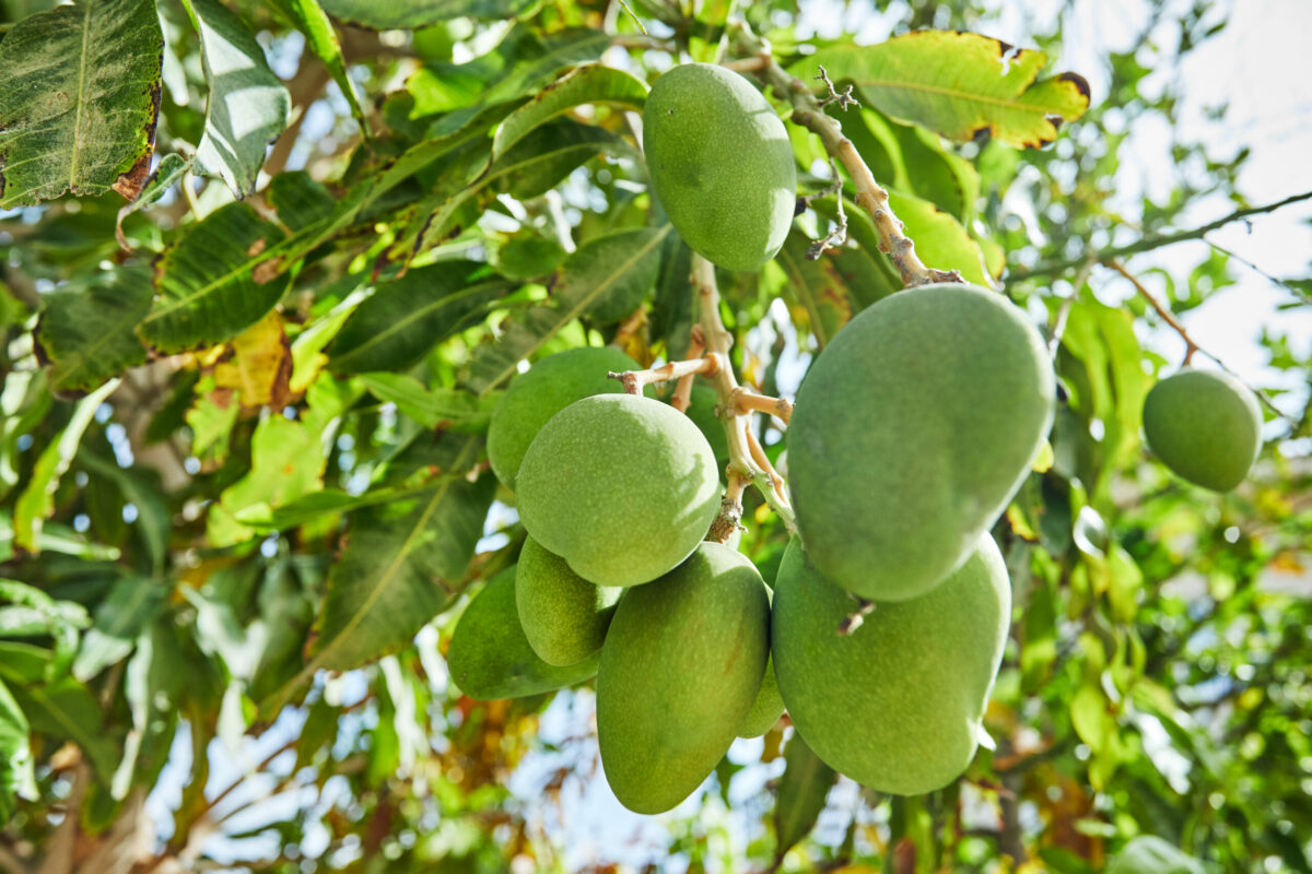 Fertilización del mango