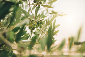 preguntas sobre el abono del olivo