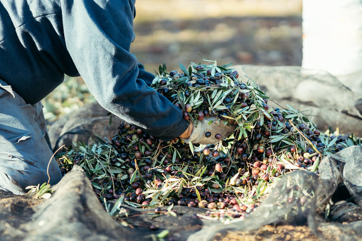 Factores que influyen en la producción del olivo