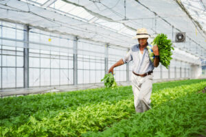 Los mejores fertilizantes para cultivos de invernadero