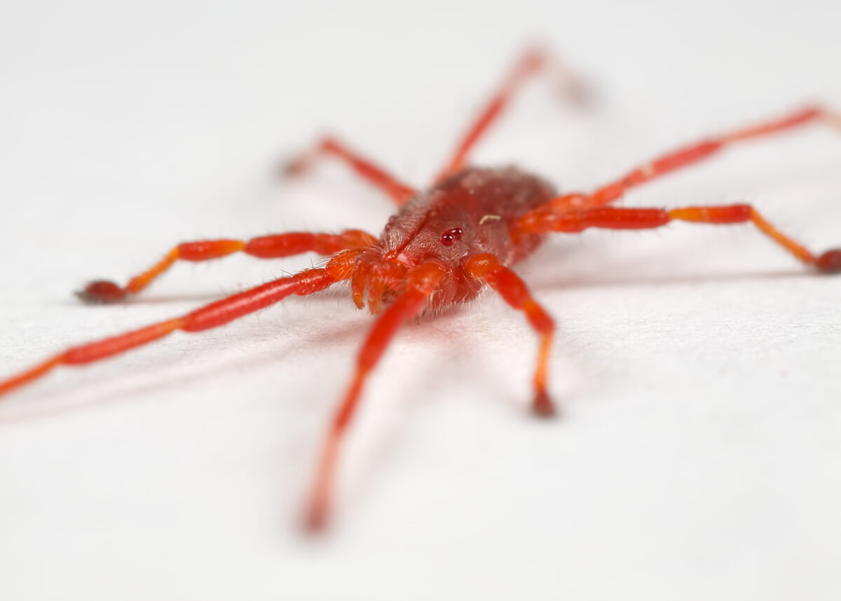 Araña roja: Cómo prevenirla y eliminarla