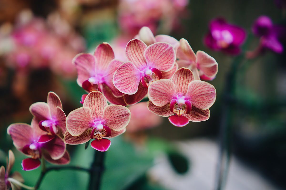 Abono para orquídeas, el cuidado perfecto para tus orquídeas