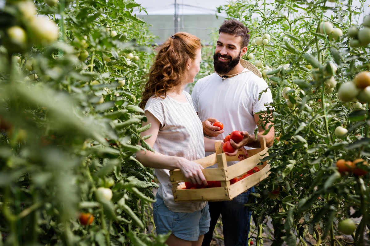 Cómo mejorar la fertilización del tomate en verano