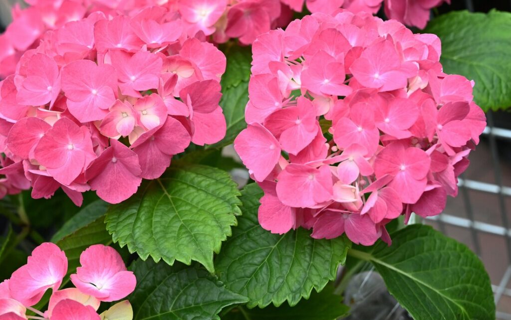 El abono para hortensias ideal para su crecimiento