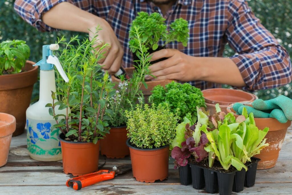 Fertilizantes orgánicos para huertos urbanos en verano