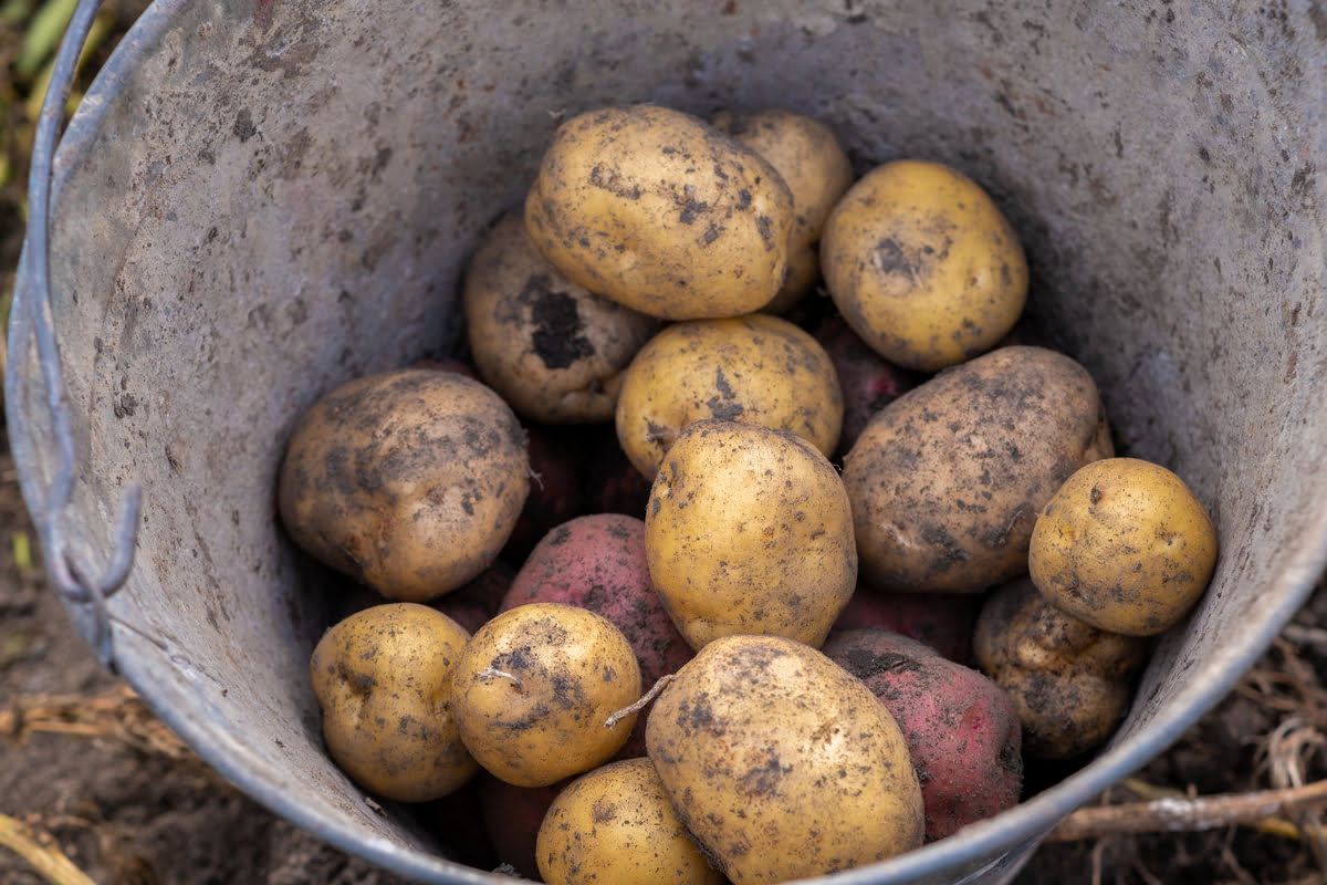 Abono para patatas: La importancia del abono para cultivar patatas sabrosas y saludables