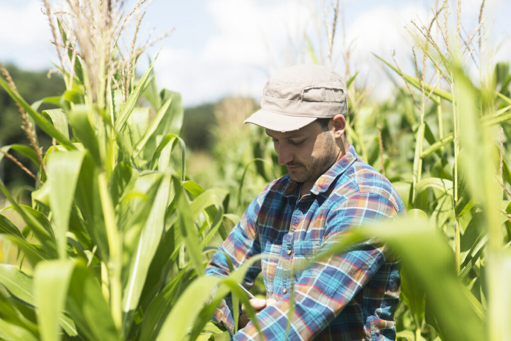 imagen-importancia-fertilizacion-en-el-cultivo-de-maiz