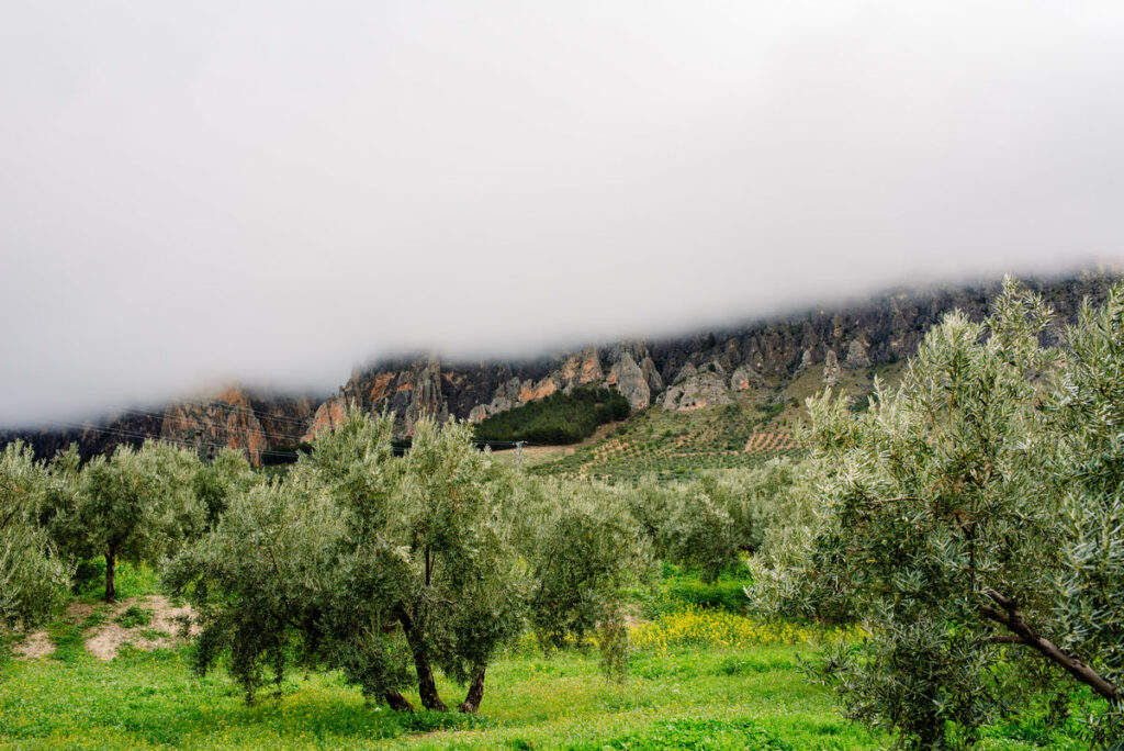 Mejores prácticas para la fertilización del olivar