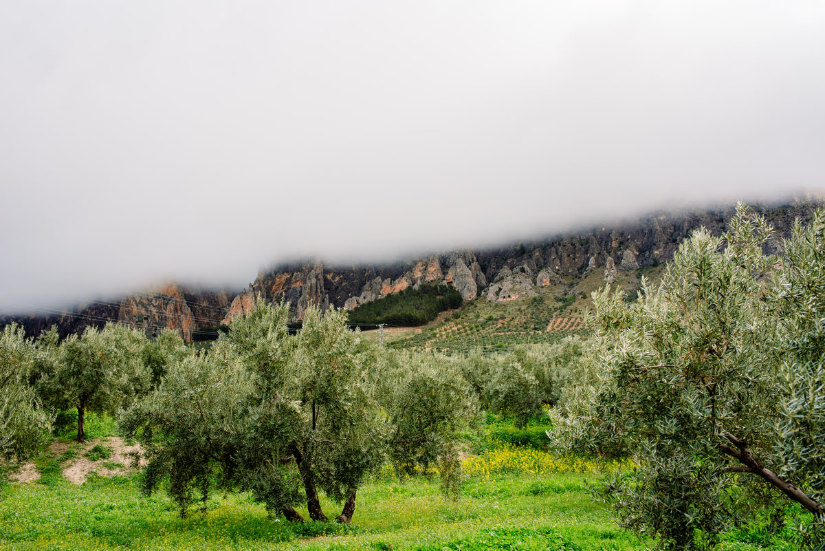 Mejores prácticas para la fertilización del olivar