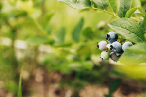 Abono para frutales: Todo lo que debes saber