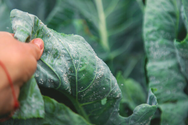 Todo Lo Que Debes Saber Sobre La Mosca Blanca Nevian Fertilizantes