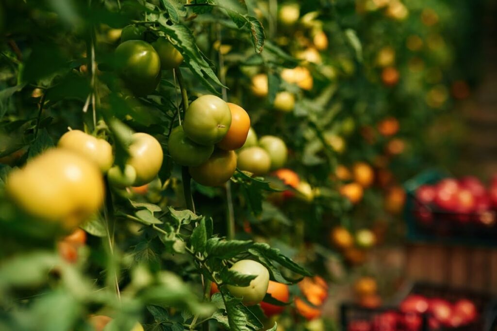 Fertilizantes orgánicos líquidos