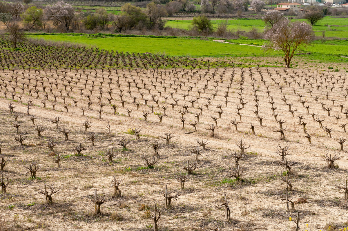 Bioestimulantes y estrés hídrico, te contamos cómo mejorar la resistencia a la falta de agua