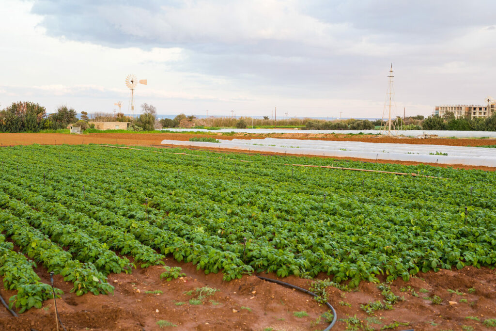 Cómo utilizar fertilizantes foliares para mejorar la producción