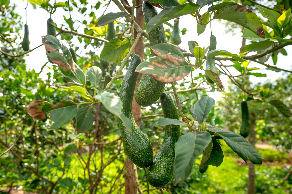 Enfermedades del aguacate en las hojas cómo identificarlas y tratarlas