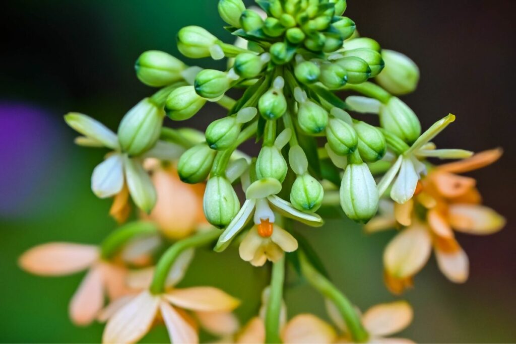 La flor del aguacate: fases, cuidados y curiosidades