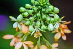 La flor del aguacate: fases, cuidados y curiosidades