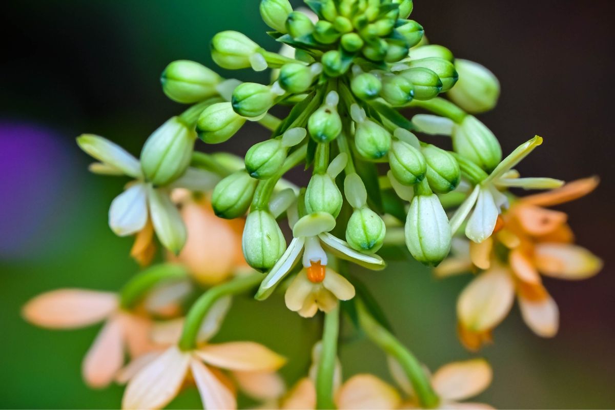 La flor del aguacate: fases, cuidados y curiosidades