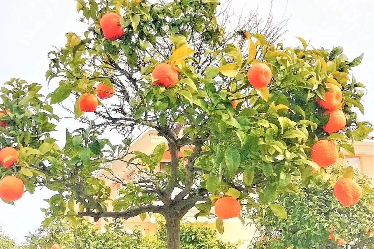 naranjos con hojas amarillas