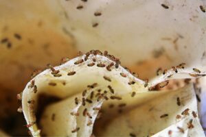 uieres saber cómo prevenir y combatir la mosca de la fruta, sigue leyendo porque desde Nevian Fertilizantes te contamos todo lo que debes saber