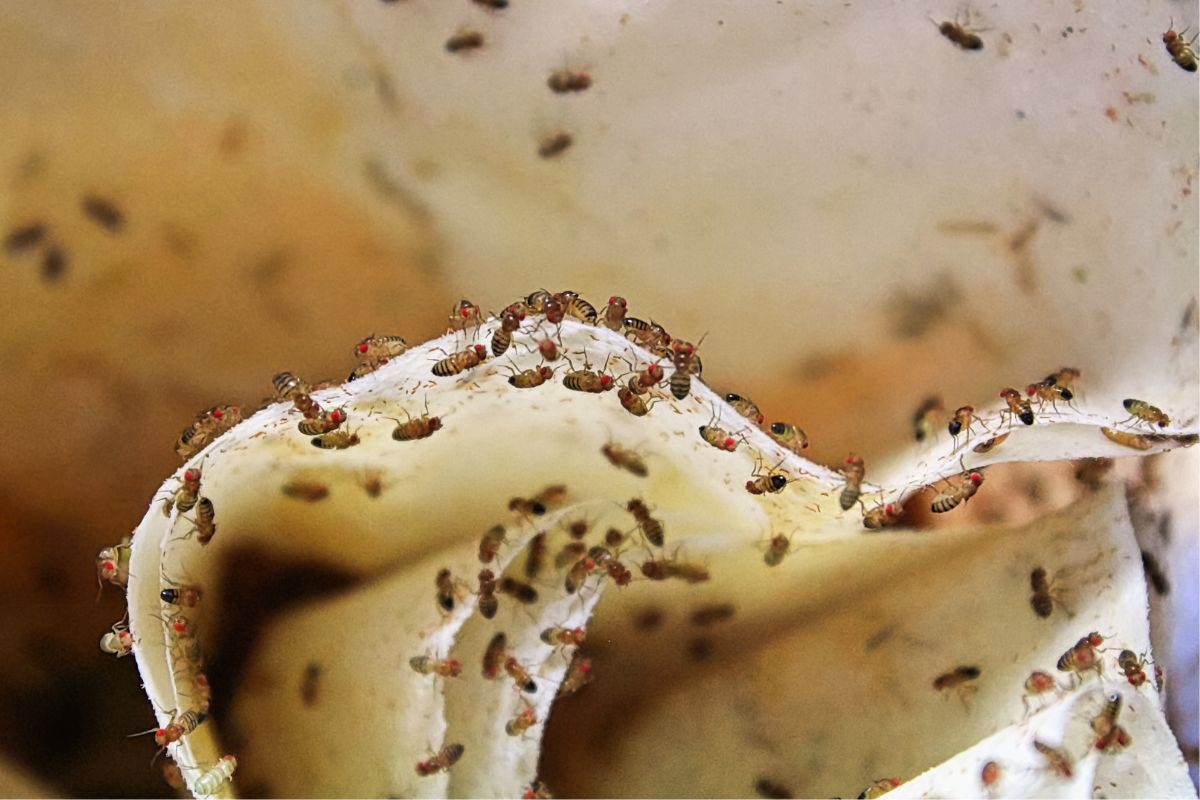 uieres saber cómo prevenir y combatir la mosca de la fruta, sigue leyendo porque desde Nevian Fertilizantes te contamos todo lo que debes saber
