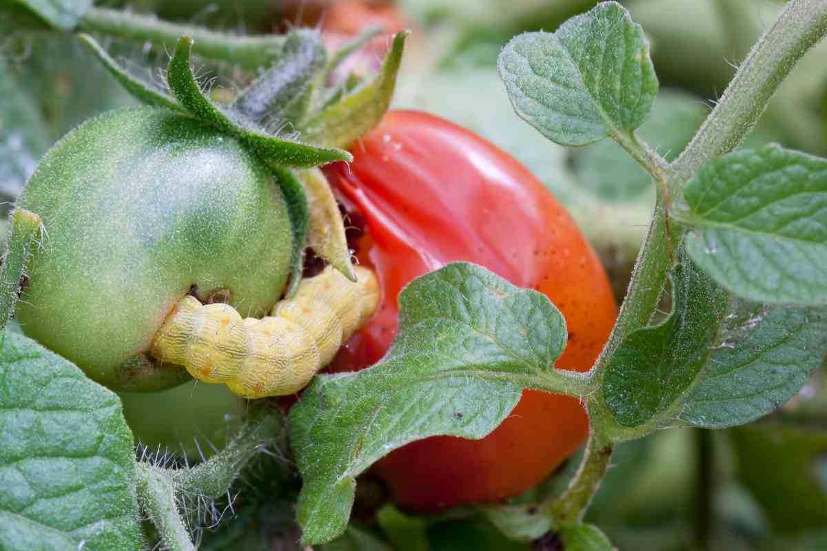 Tuta absoluta: la polilla del tomate