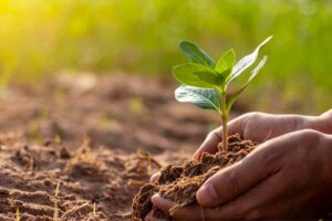 El silicio en agricultura: beneficios y cómo aplicarlo en tus cultivos