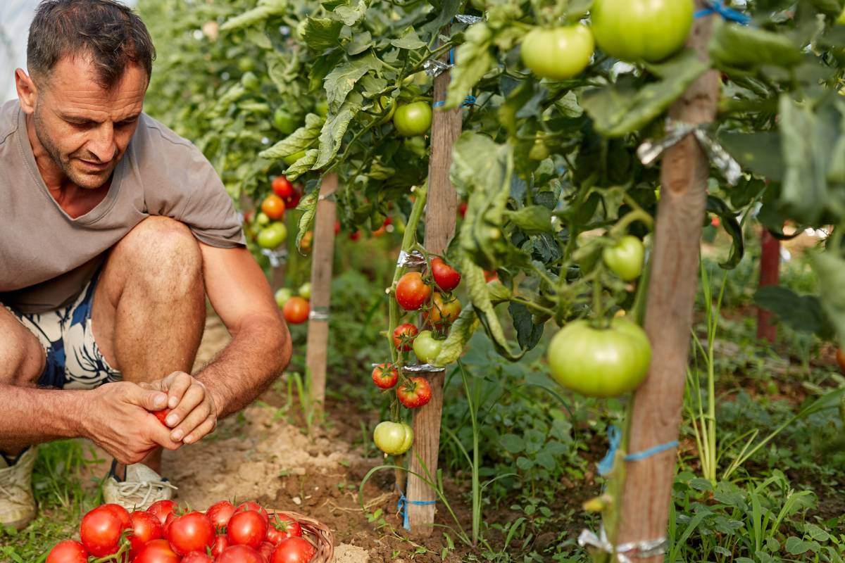 fertilizantes con calcio