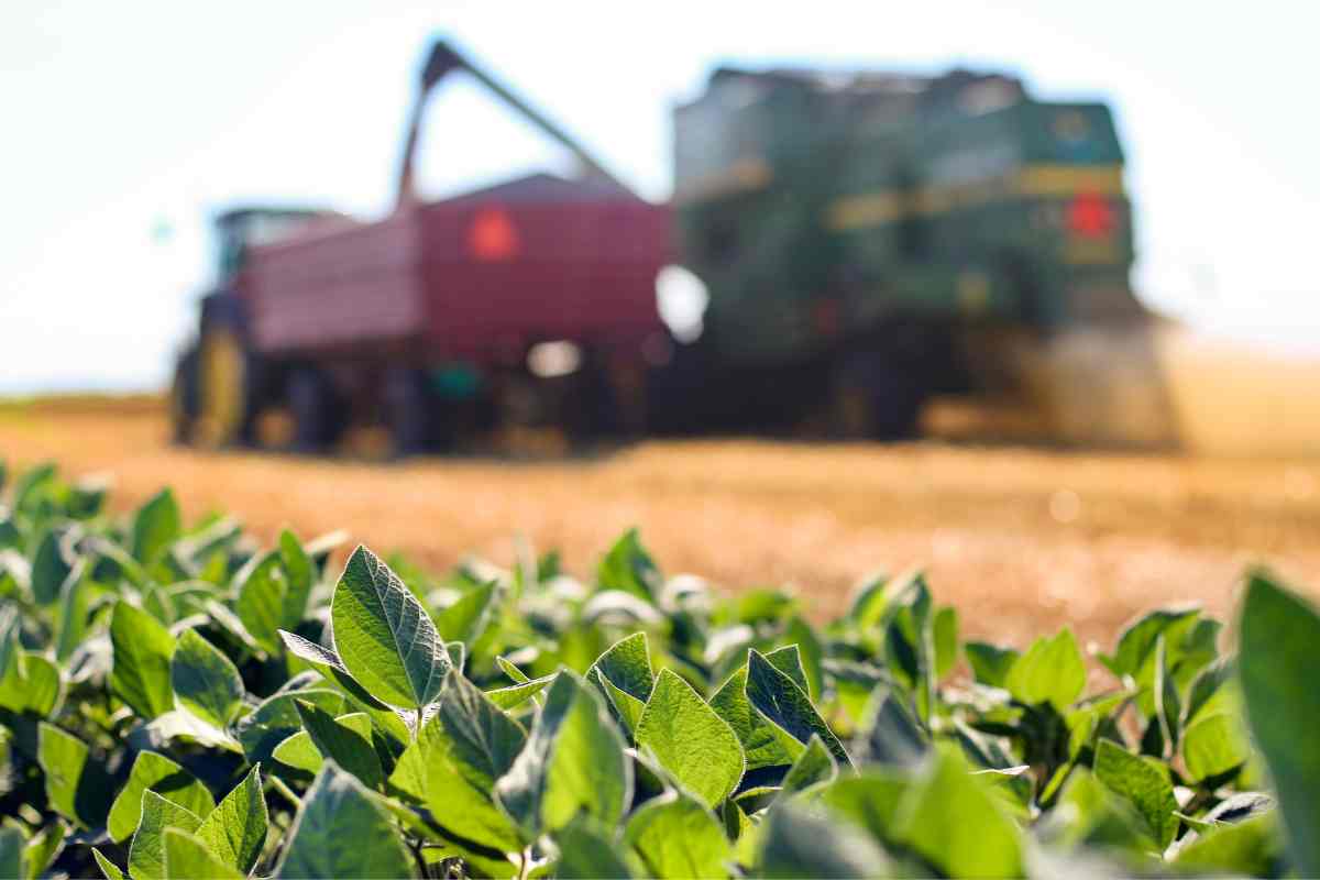 Micronutrientes agrícolas, qué son y por qué son esenciales