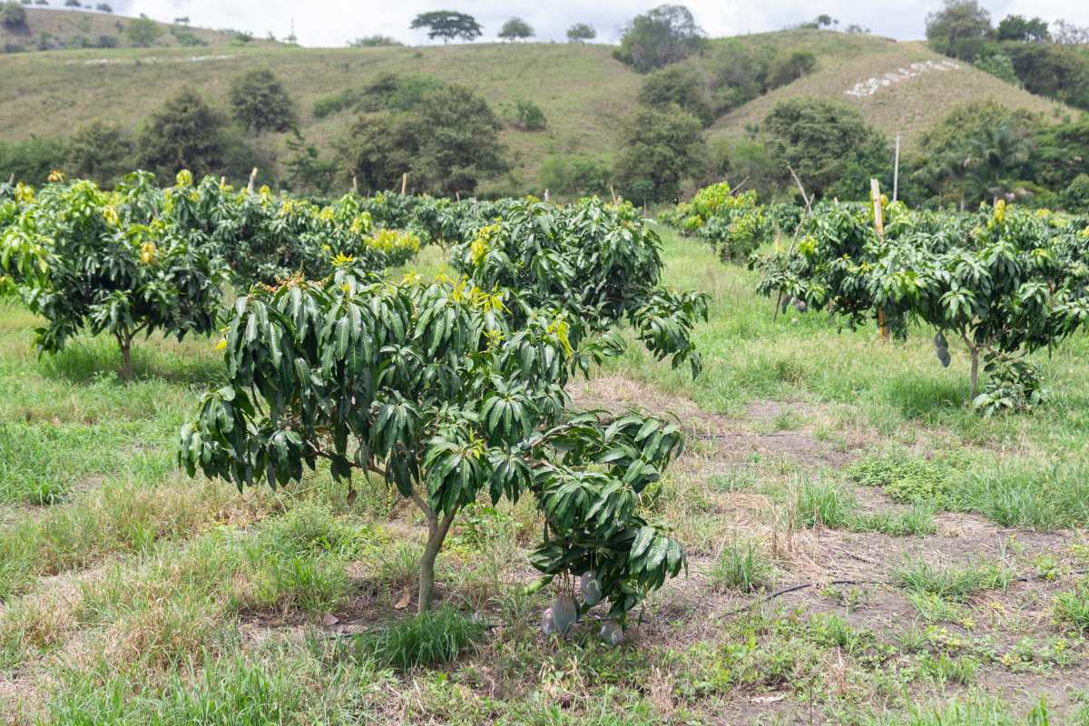 Cómo usar fertilizantes en cultivos tropicales claves para una nutrición adecuada