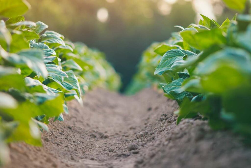 Estrategias de fertilización en zonas áridas y semiáridas