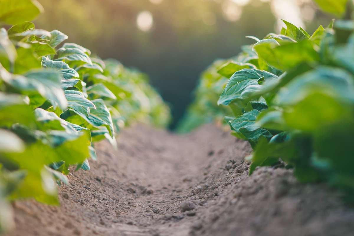 Estrategias de fertilización en zonas áridas y semiáridas