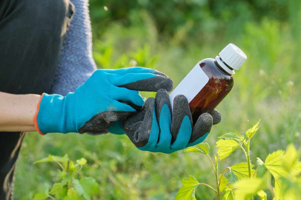 Fertilizantes con hierro: cuándo utilizarlos y cómo detectar su carencia