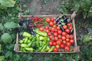 Guía de fertilización en cultivos orgánicos certificados