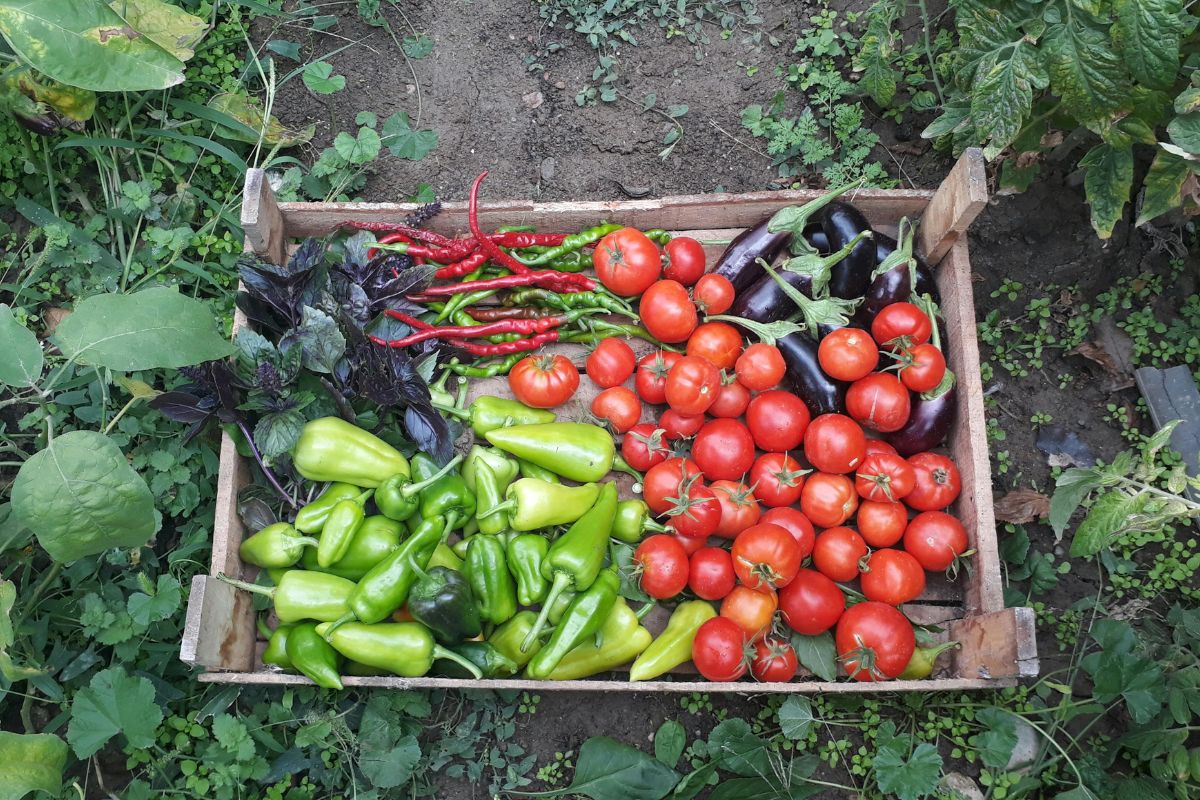 Guía de fertilización en cultivos orgánicos certificados