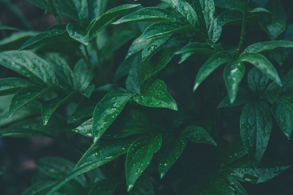 fertilizantes con azufre plantas importancia