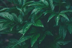 fertilizantes con azufre plantas importancia