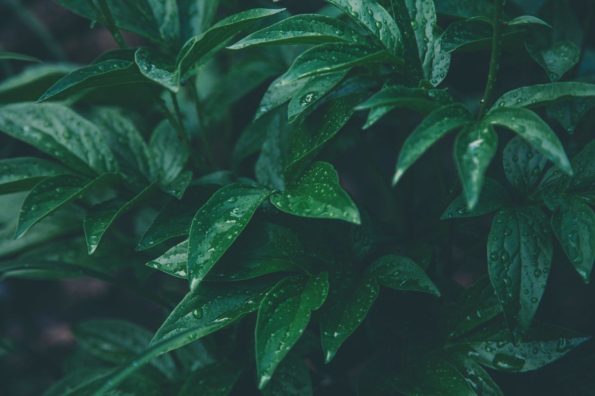 fertilizantes con azufre plantas importancia