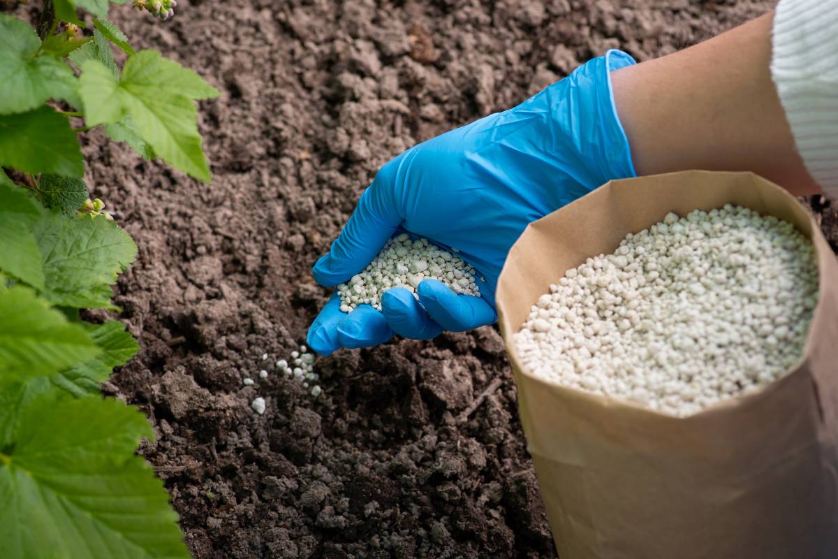 Cuándo usar fertilizantes quelatados y cuáles elegir según el cultivo