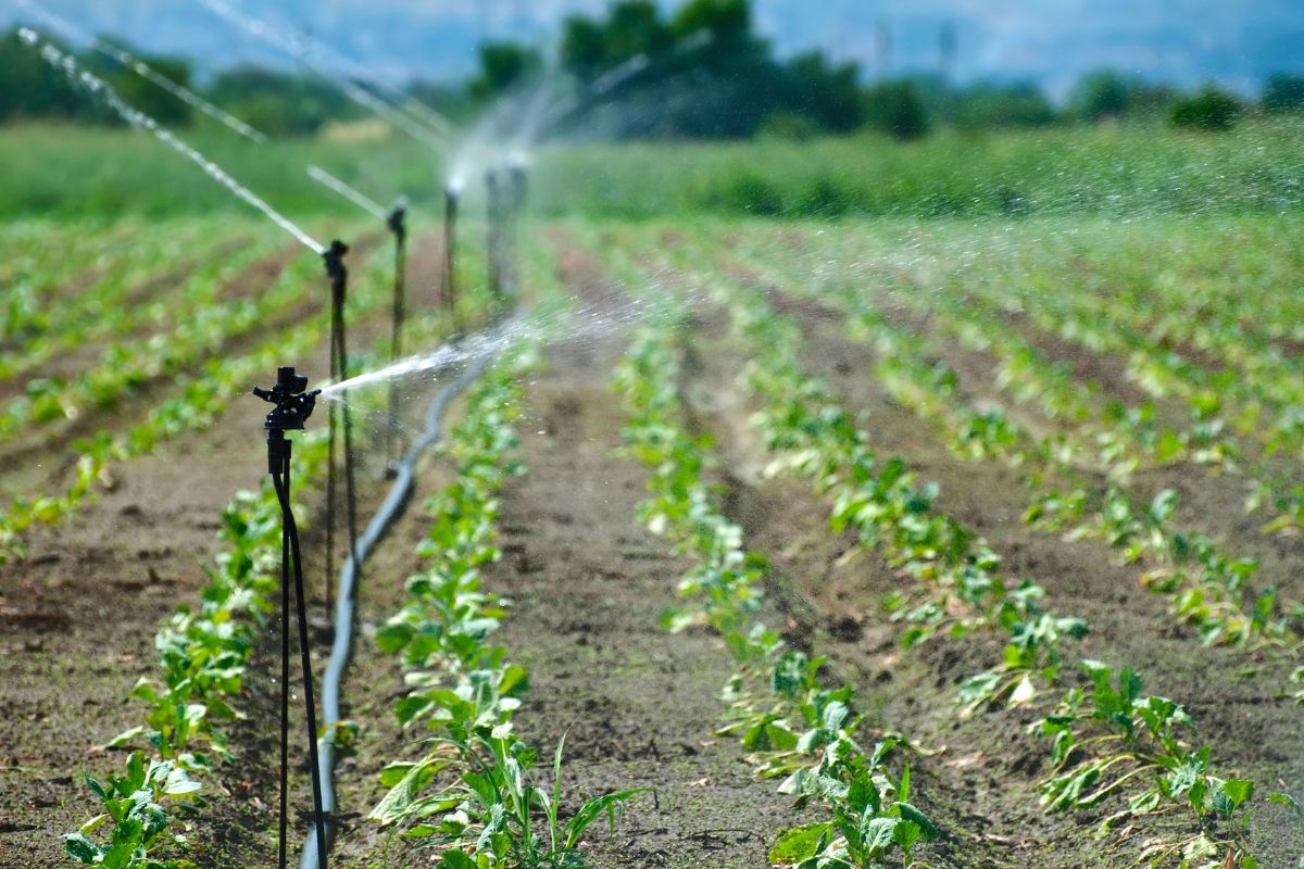 Qué es la fertirrigación y cómo optimizar la nutrición de tus cultivos