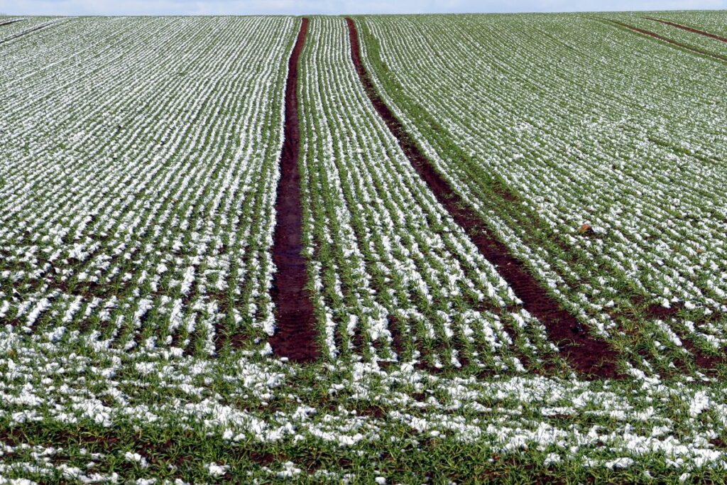 Abono en invierno Por qué y cómo fertilizar tus plantas en la temporada fría
