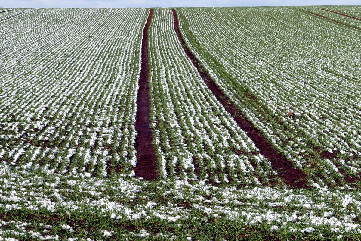 Abono en invierno Por qué y cómo fertilizar tus plantas en la temporada fría
