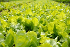 Así puedes detectar y corregir la carencia de magnesio en las plantas