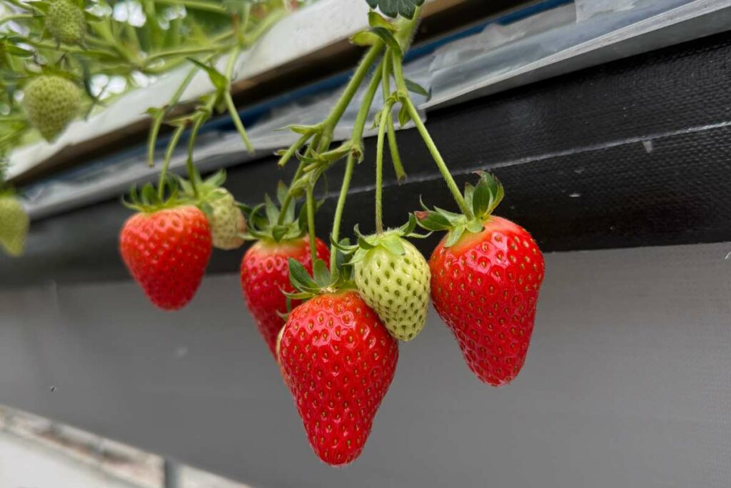 La fertilización de la fresa en hidroponía esto es todo lo que debes saber