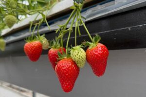 La fertilización de la fresa en hidroponía esto es todo lo que debes saber