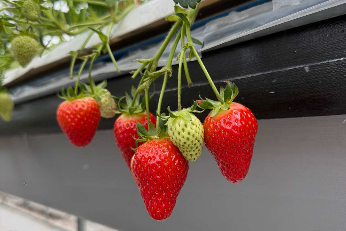 La fertilización de la fresa en hidroponía esto es todo lo que debes saber