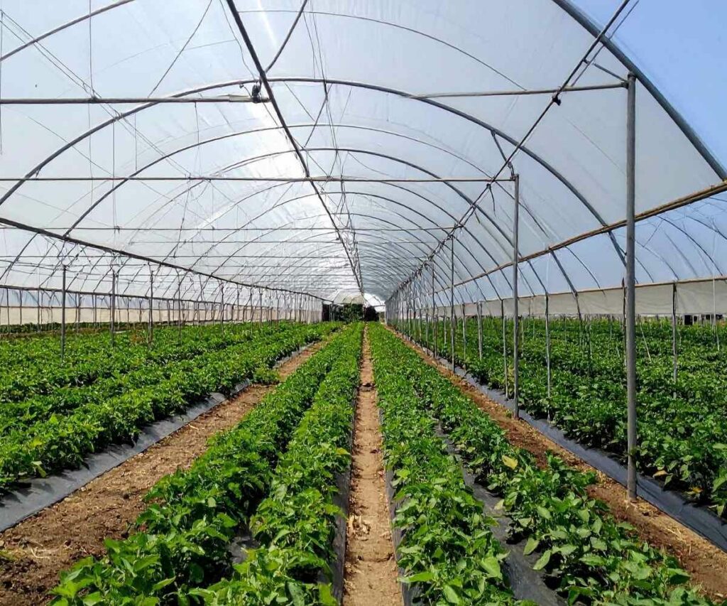 fertilización en invernadero