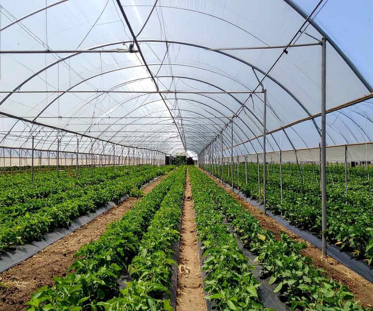 fertilización en invernadero