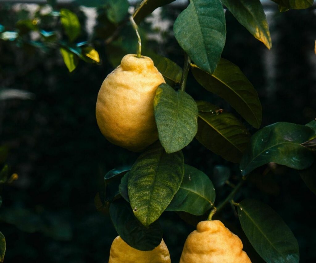 Abono para cítricos en maceta cuidados específicos para tu árbol frutal